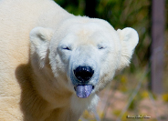 Polar Bear