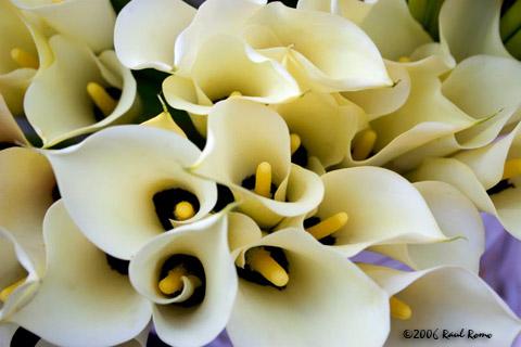 BunchofCallas.jpg