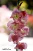Carmel-By-The-Sea Gladiola