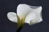 Calla_2652.jpg