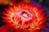 RedStrawFlower.jpg