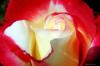 Rose_1009.jpg