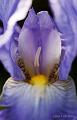 Purple Salinas Iris, 